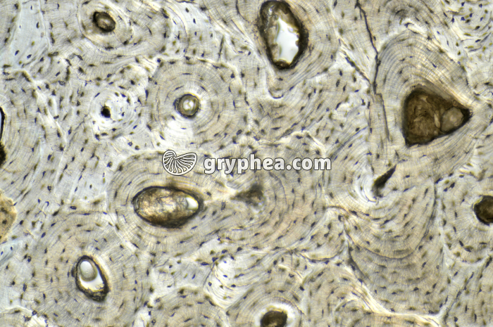 Os compact x40 - gryphea.com